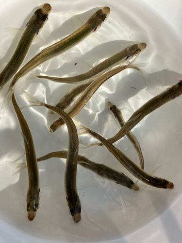ワカサギの釣果