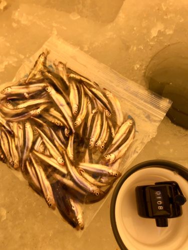 ワカサギの釣果