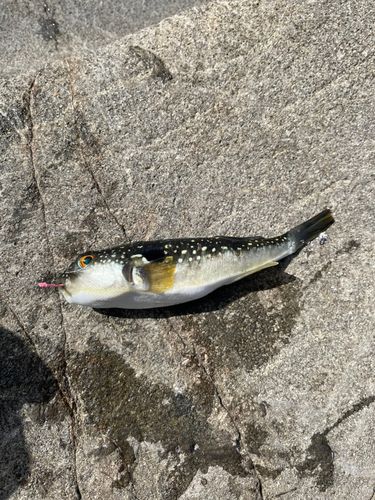 フグの釣果