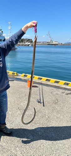 ダイナンウミヘビの釣果
