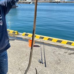 ダイナンウミヘビ