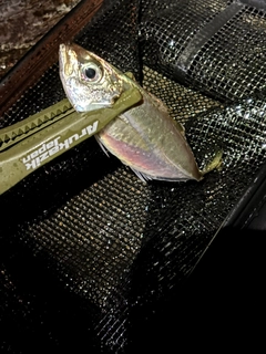 マアジの釣果