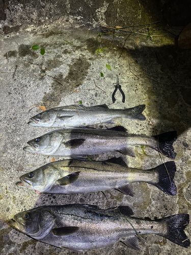 シーバスの釣果