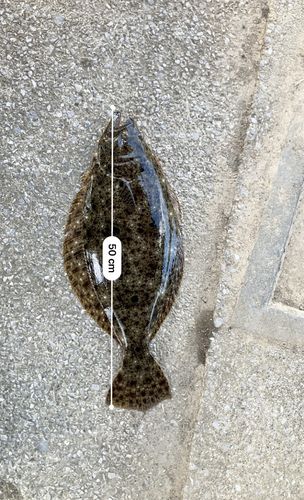 ヒラメ