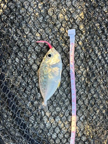 コバンヒイラギの釣果