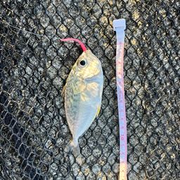 コバンヒイラギ