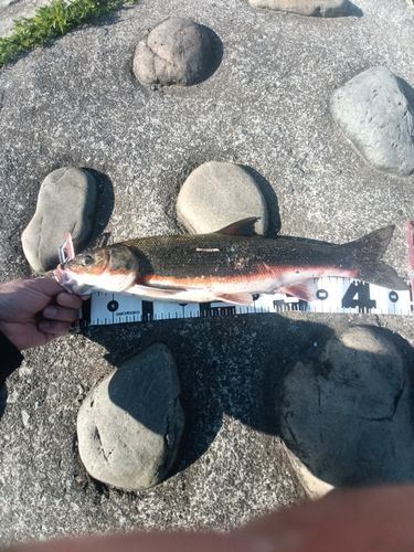 マルタウグイの釣果