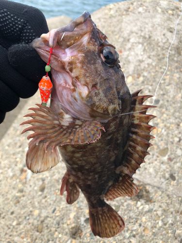 カサゴの釣果