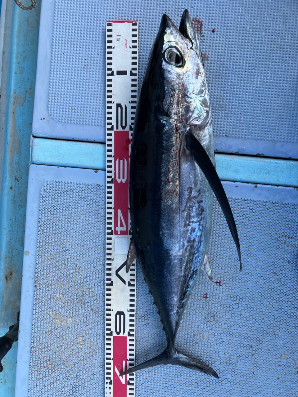 ビンチョウマグロ