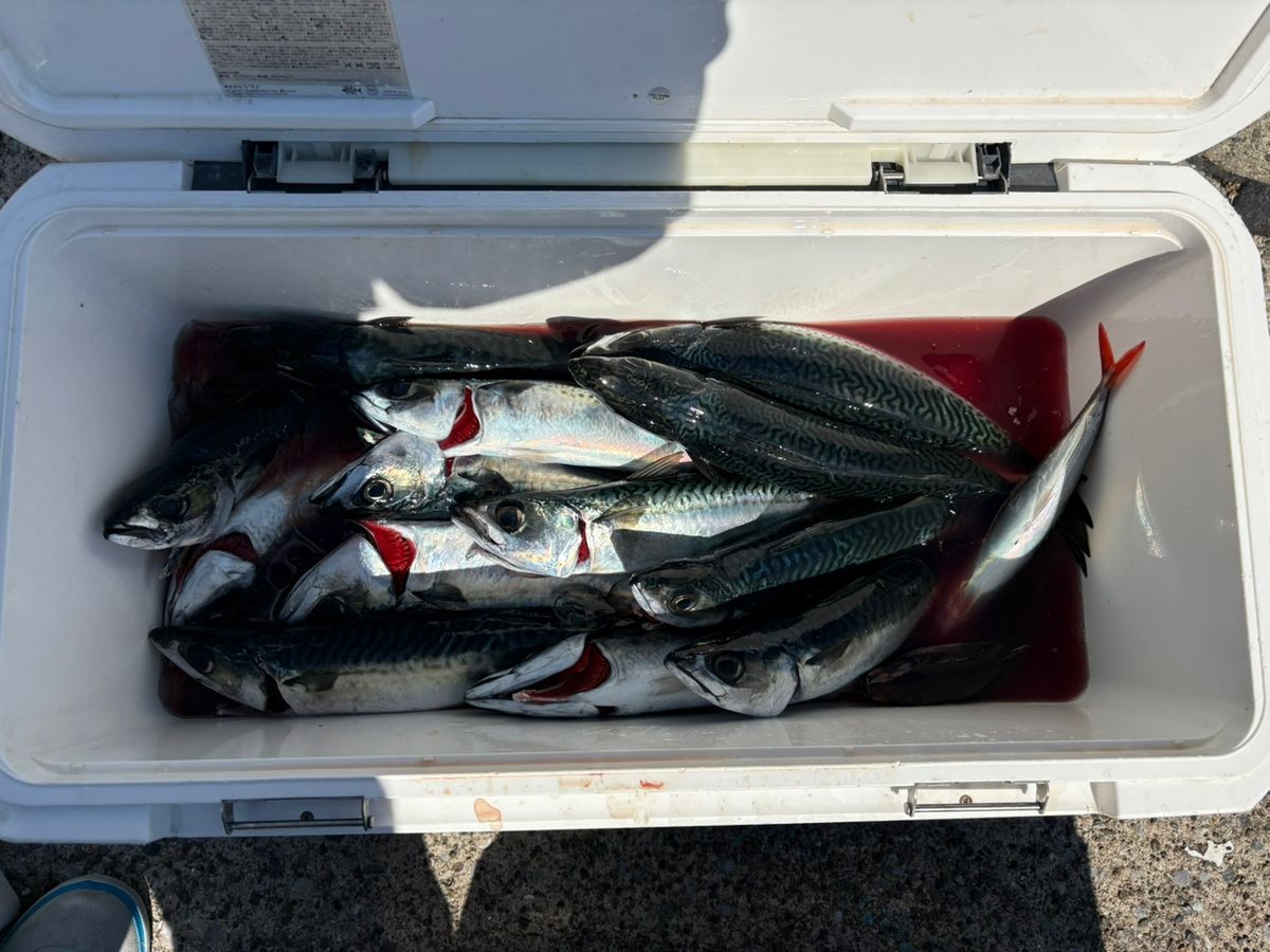 ルナパパさんの釣果 3枚目の画像