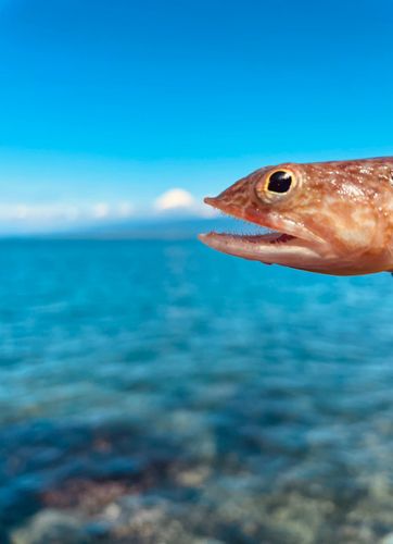エソの釣果