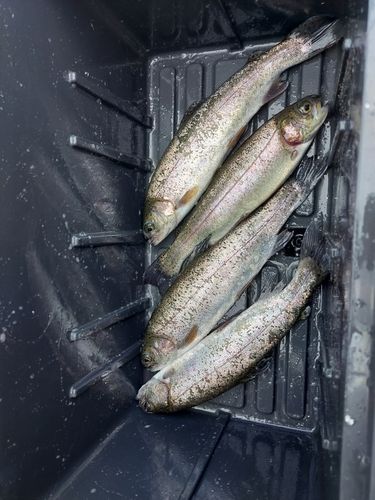 ニジマスの釣果