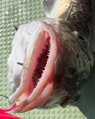 マダラの釣果