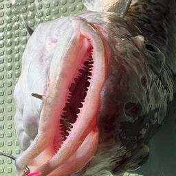 マダラ