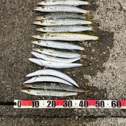 タイワンカマス