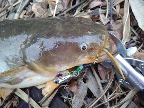 マナマズの釣果