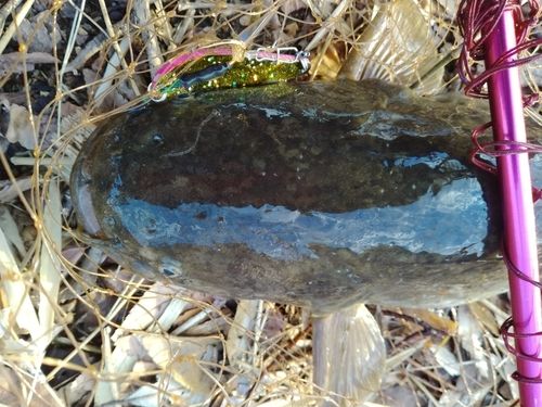 マナマズの釣果