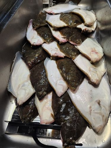 マコガレイの釣果