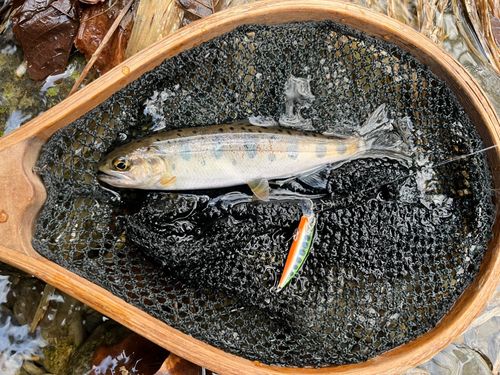 ヤマメの釣果