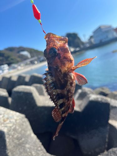 カサゴの釣果