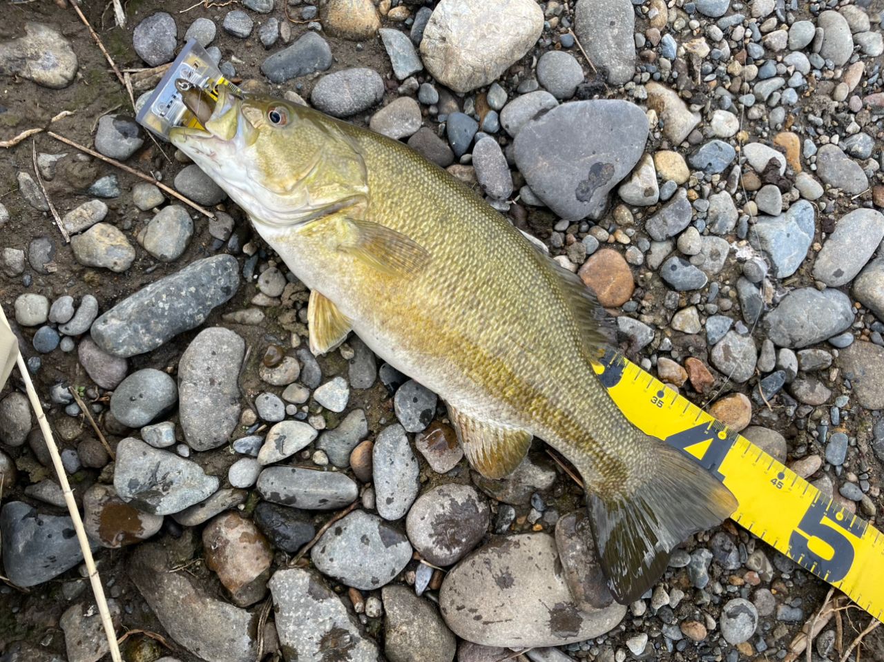 スモールマウスバス