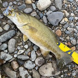 スモールマウスバス