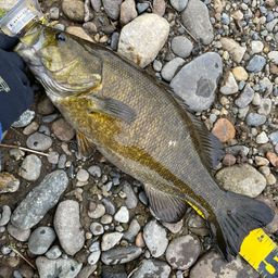 スモールマウスバス