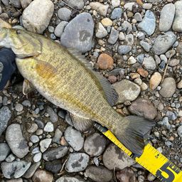 スモールマウスバス