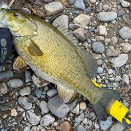 スモールマウスバス