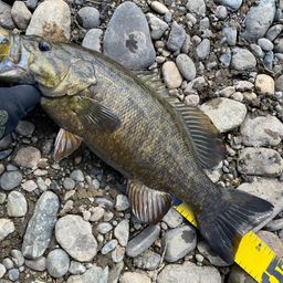 スモールマウスバス