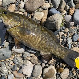 スモールマウスバス