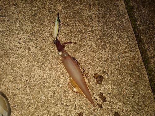 ササイカの釣果