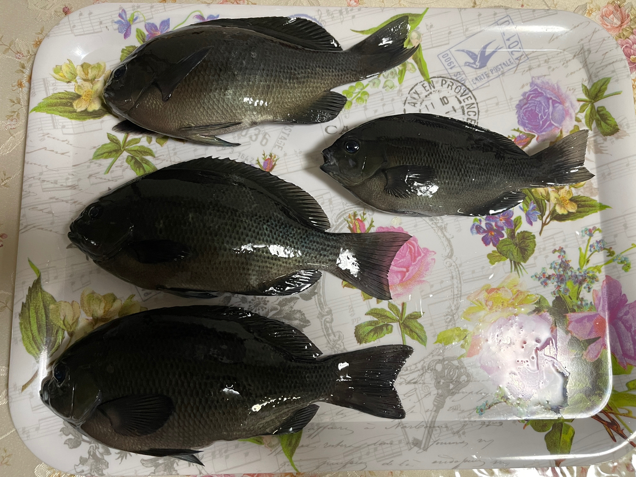 Gamakatsu 23がま磯 アテンダー3 1.25-5.0の最安値・インプレ Gamakatsu 23がま磯 アテンダー3 1.25-5.0の最安値・インプレ