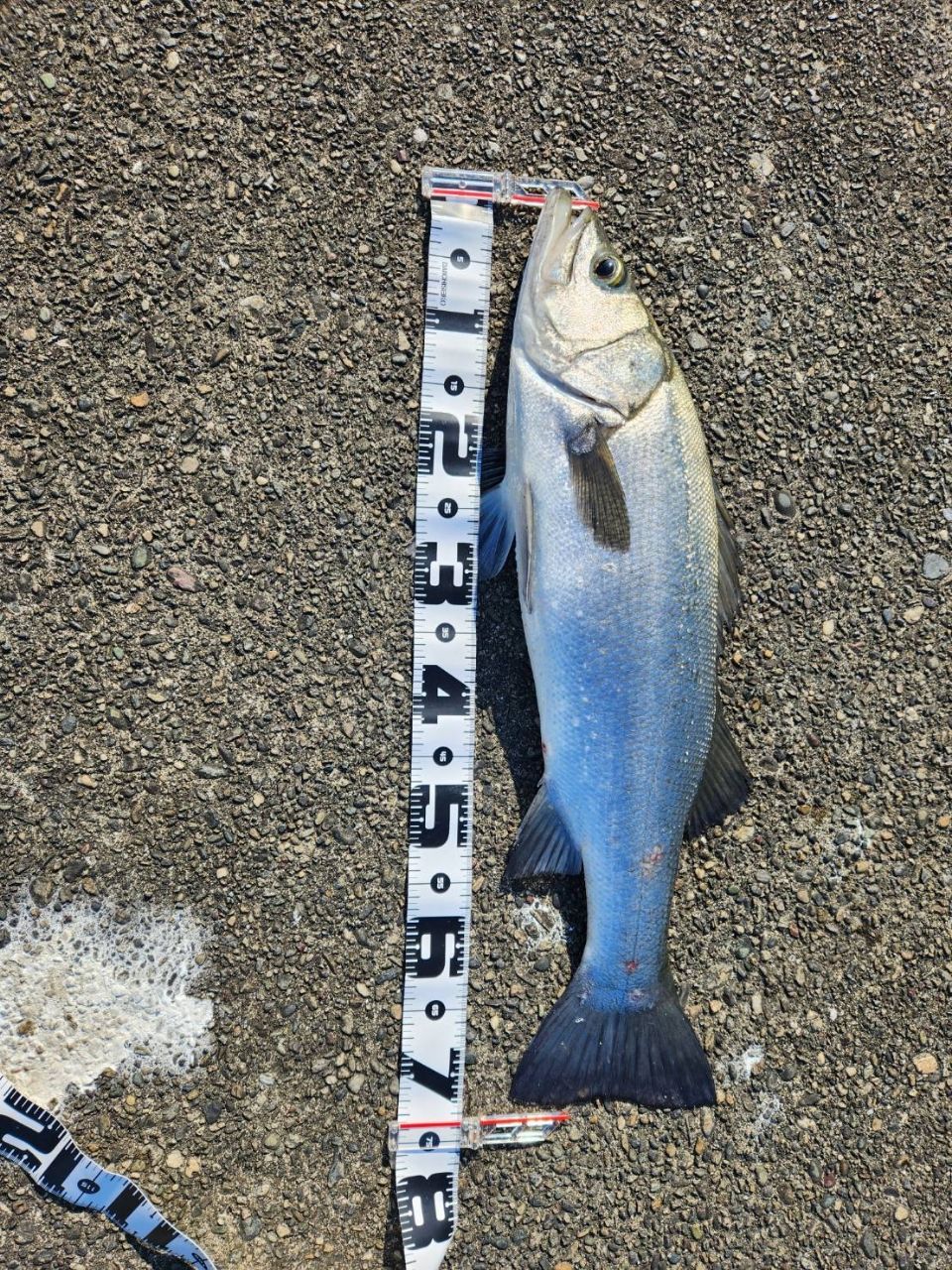 フッコ（ヒラスズキ）