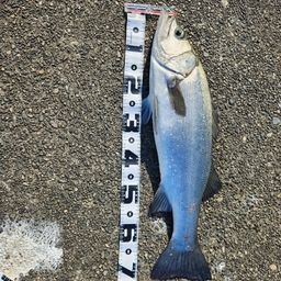 フッコ（ヒラスズキ）