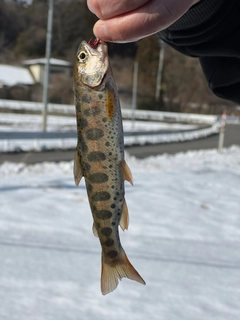 ヤマメの釣果
