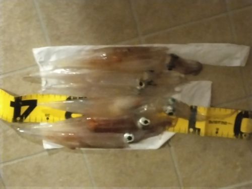 ヤリイカの釣果