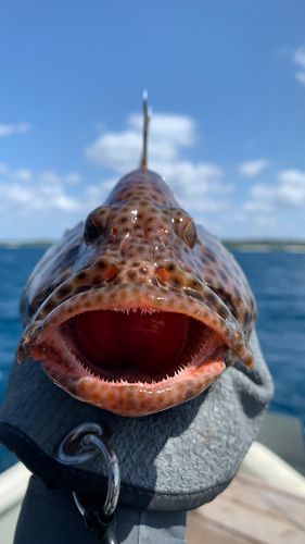 シロブチハタの釣果