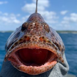 シロブチハタ