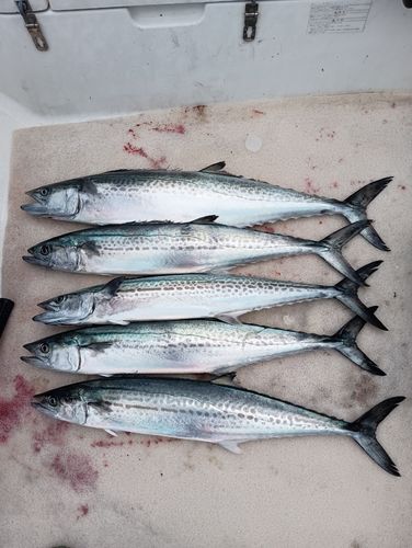 サワラの釣果