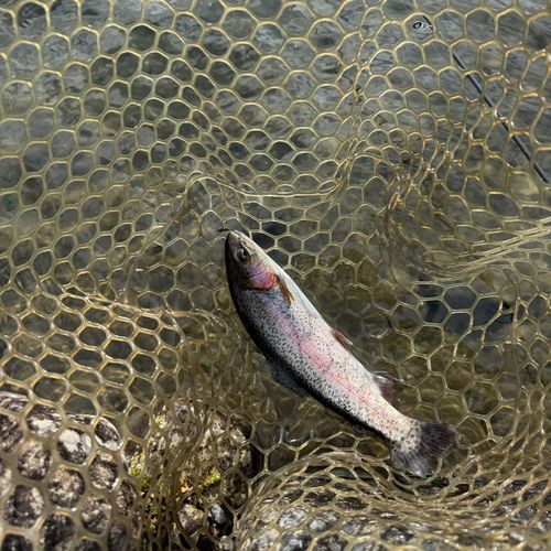 ニジマスの釣果