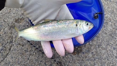 イワシの釣果