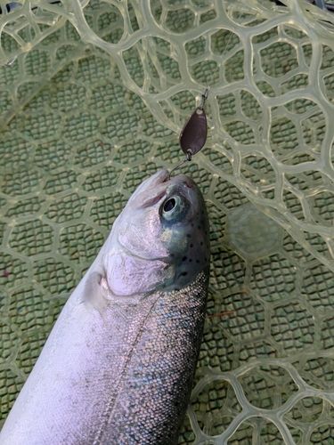 ニジマスの釣果