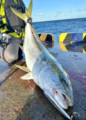 ヒラマサの釣果