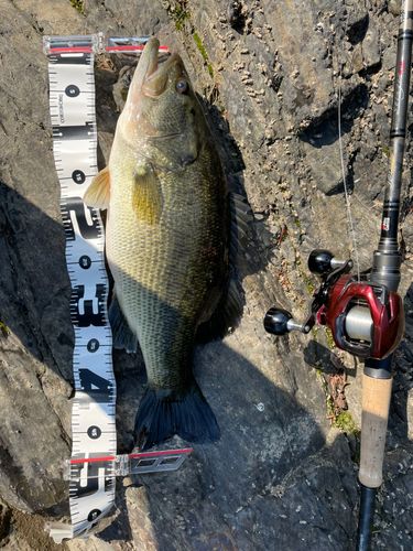 ブラックバスの釣果