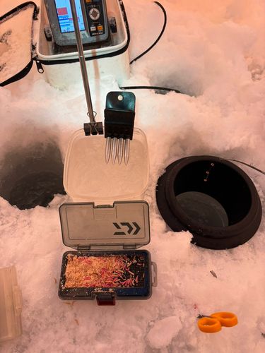 ワカサギの釣果