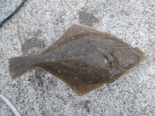 イシガレイの釣果