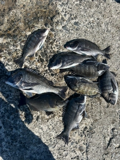 メジナの釣果
