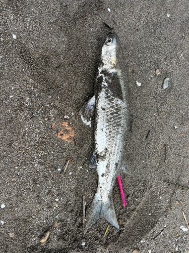 ボラの釣果