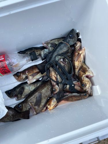 アオメバルの釣果